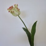 PARKIET TULP | GEEL ROZE | 80 CM