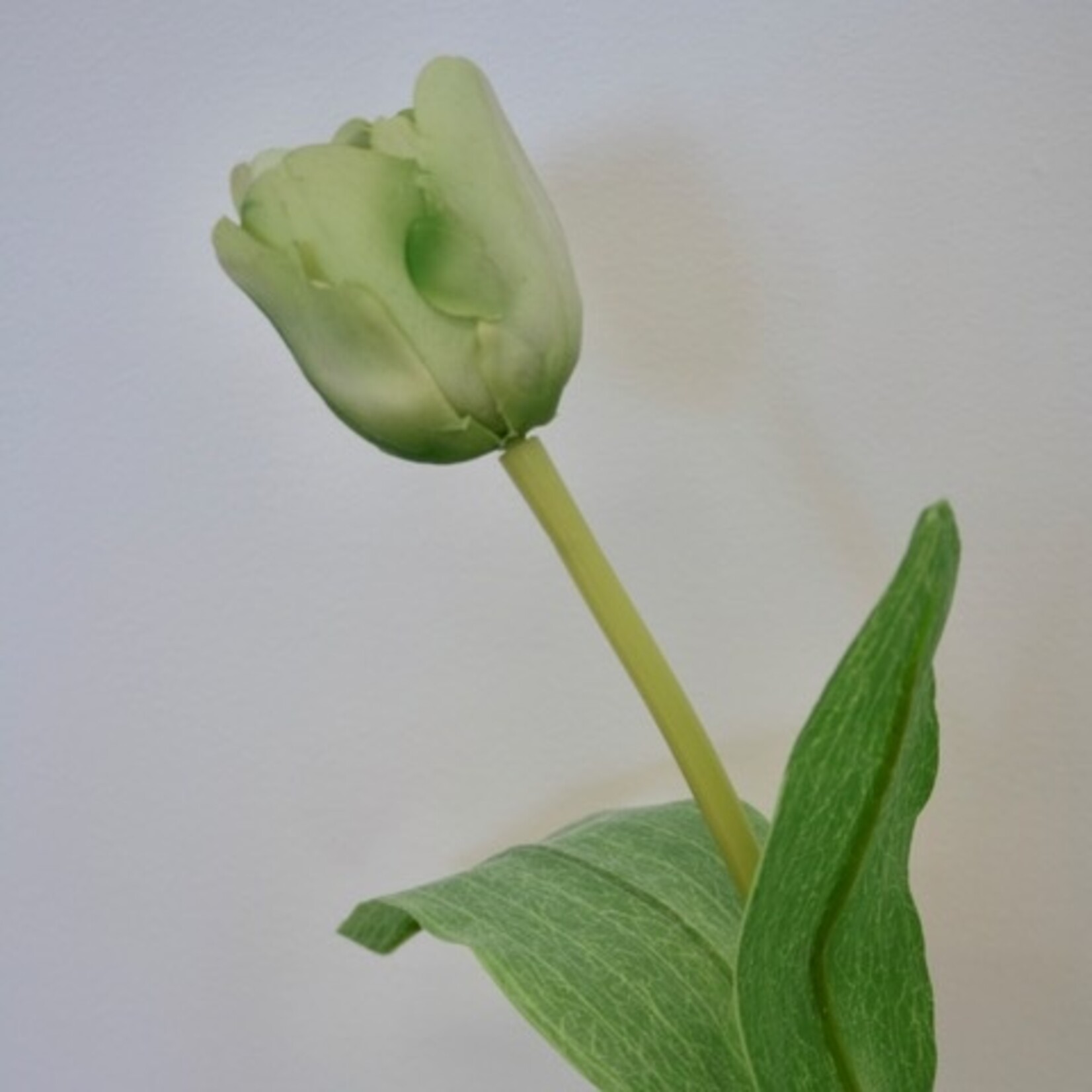 TULP SPRING  GREEN | GROEN | 48 CM
