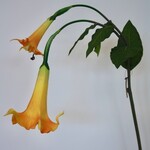 TROMPETBLOEM | ORANJE | 100 CM