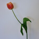 TULIP| ORANGE | 54 CM