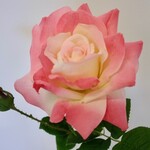 ROOS | ROZE | 52 CM