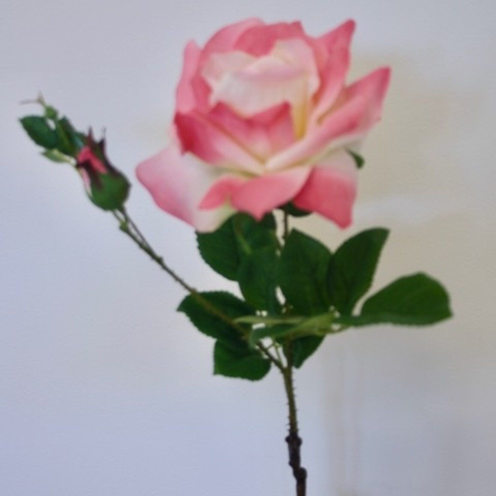 ROOS NEW DAWN | LICHT ROZE | 52 CM