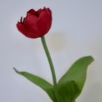 TULP | ROOD | 40 CM