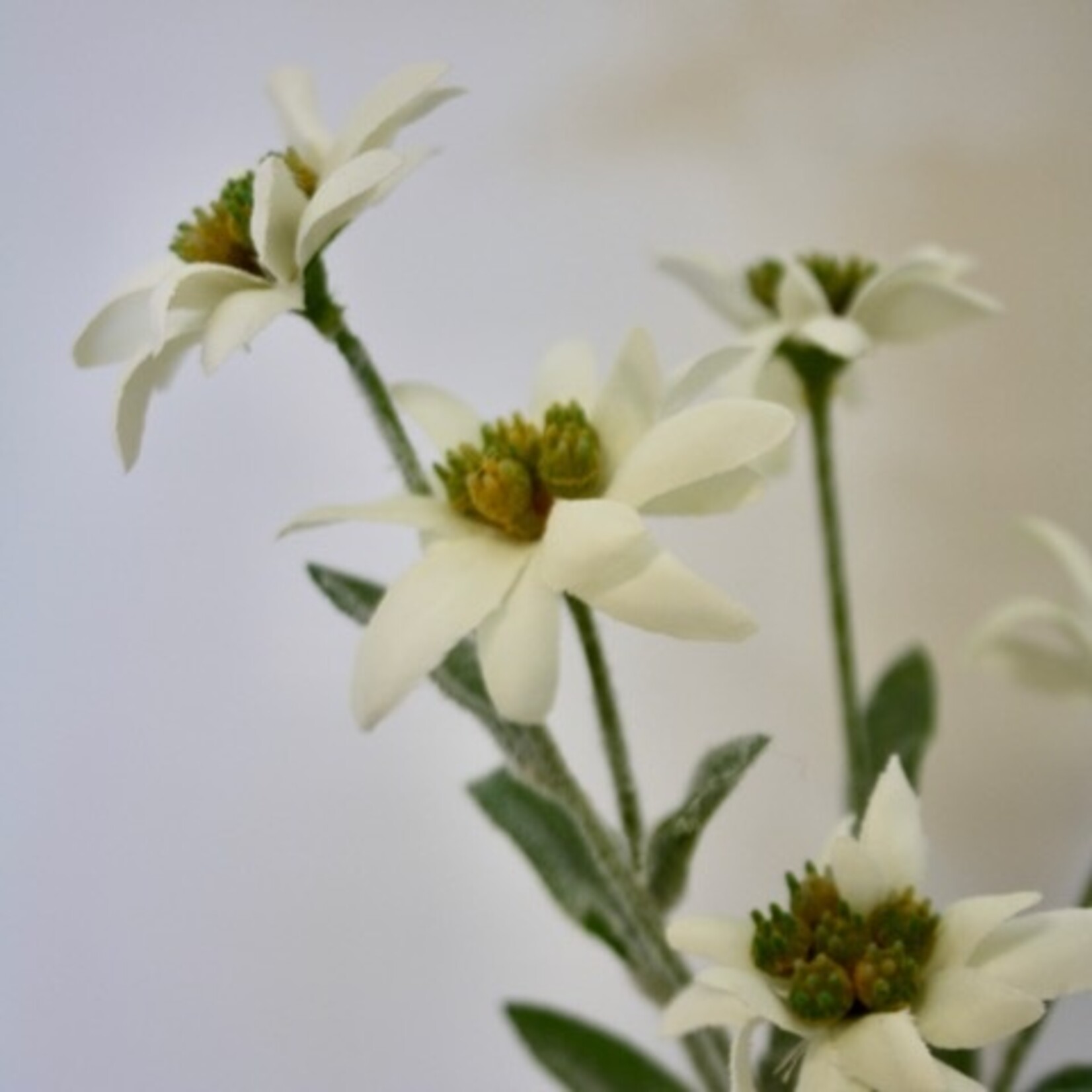 WILDE BLOEM | WIT | 37 CM