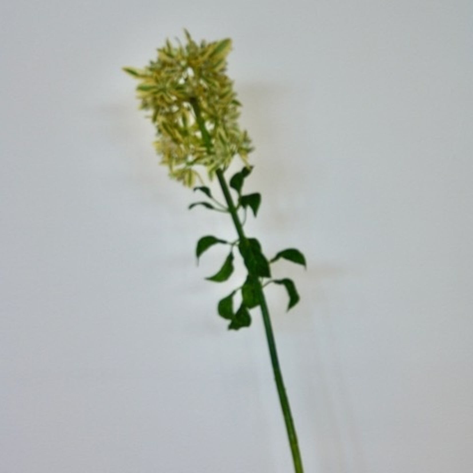 KARDINAALSVOET | GEEL | 84 CM