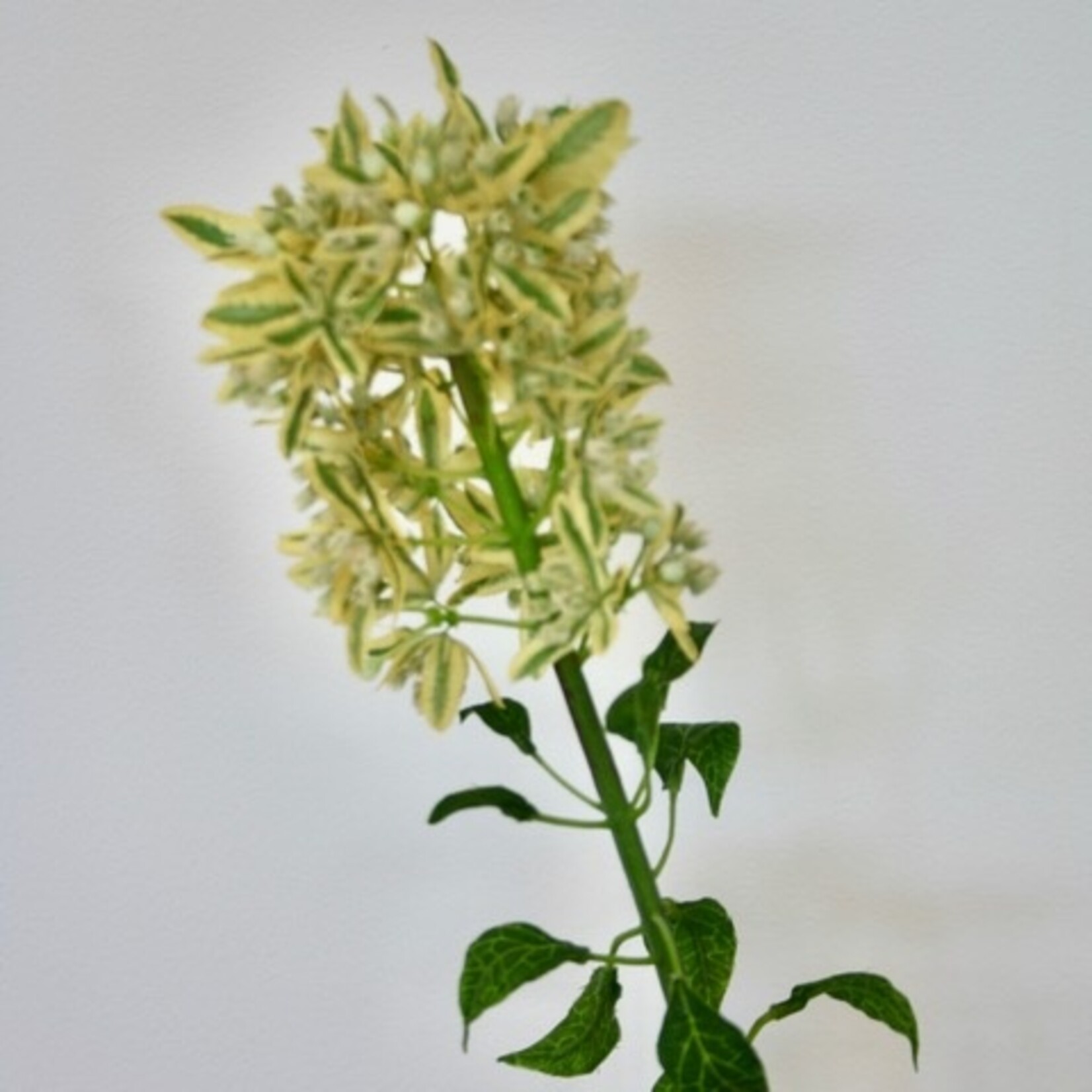 KARDINAALSVOET | GEEL | 84 CM