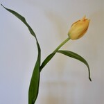 TULP BALLADE | GEEL | 38 CM