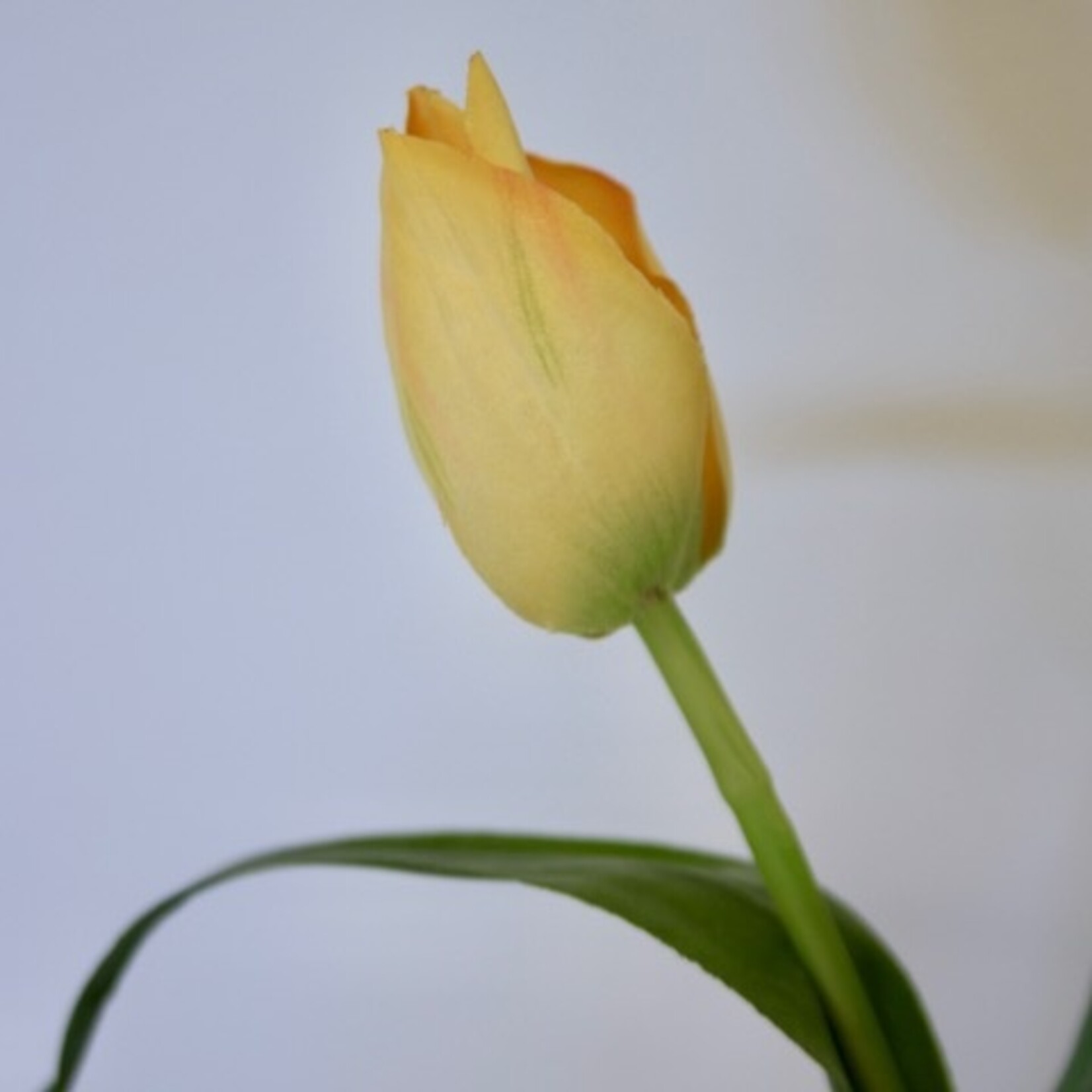 TULIP BALLADE | YELLOW | 38 CM