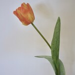TULIP  | ORANGE | 50 CM
