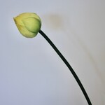 LOTUS IN KNOP | GEEL | 47 CM