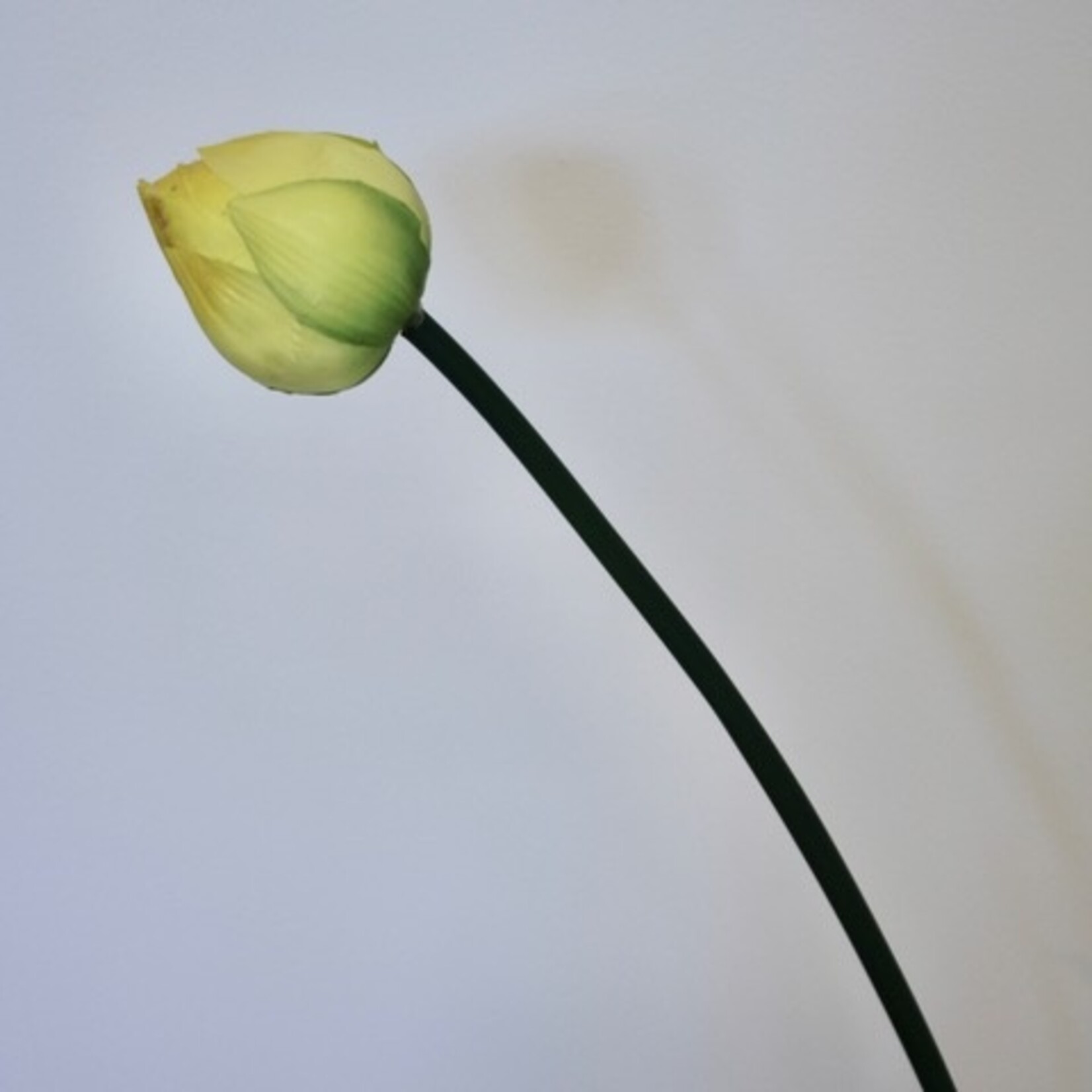 LOTUS IN BUD | YELLOW | 47 CM