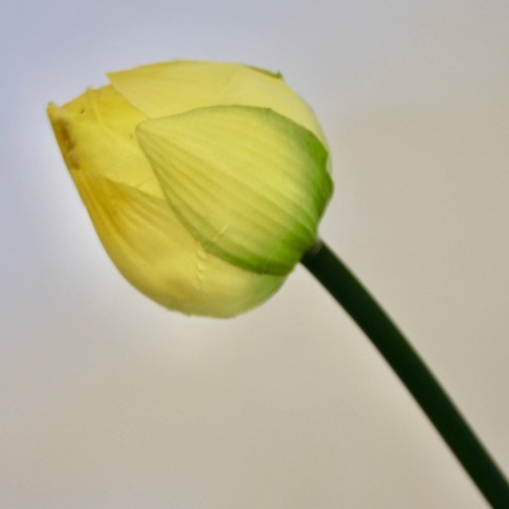 LOTUS IN BUD | YELLOW | 47 CM