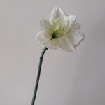 AMARYLLIS | WIT | 70 CM