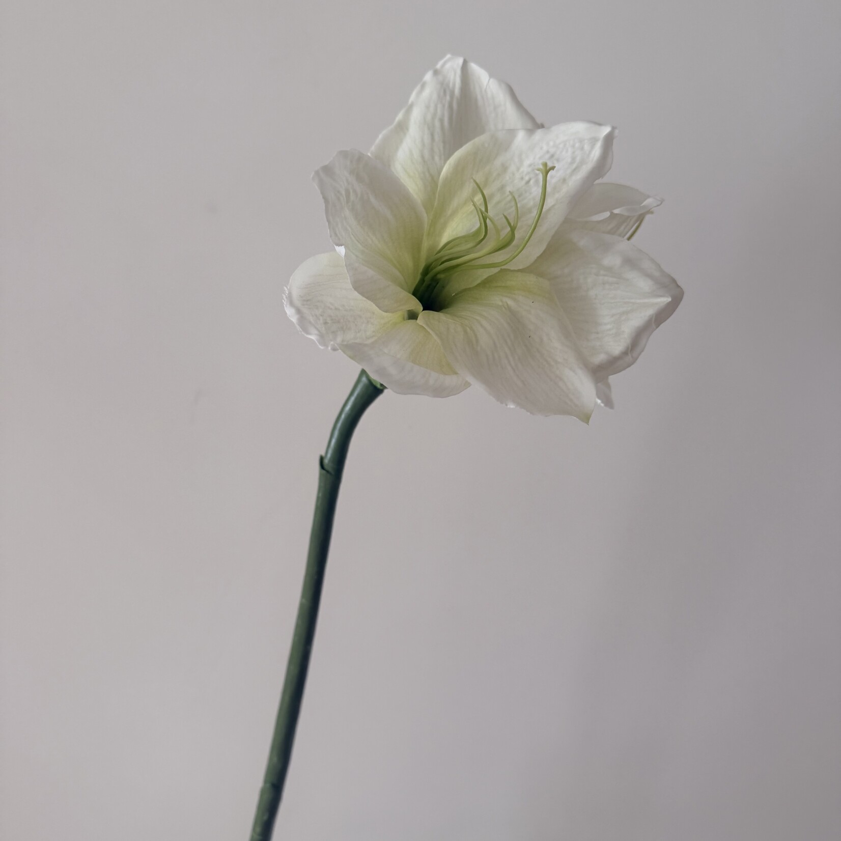 AMARYLLIS ICE QUEEN | WIT | 70 CM