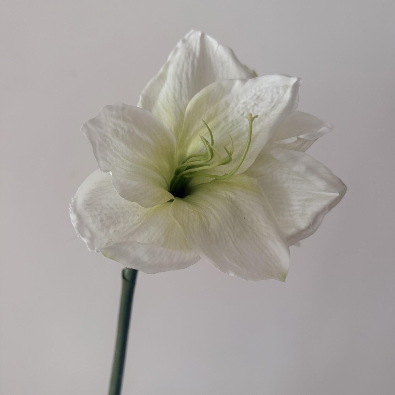 AMARYLLIS ICE QUEEN | WHITE | 70 CM