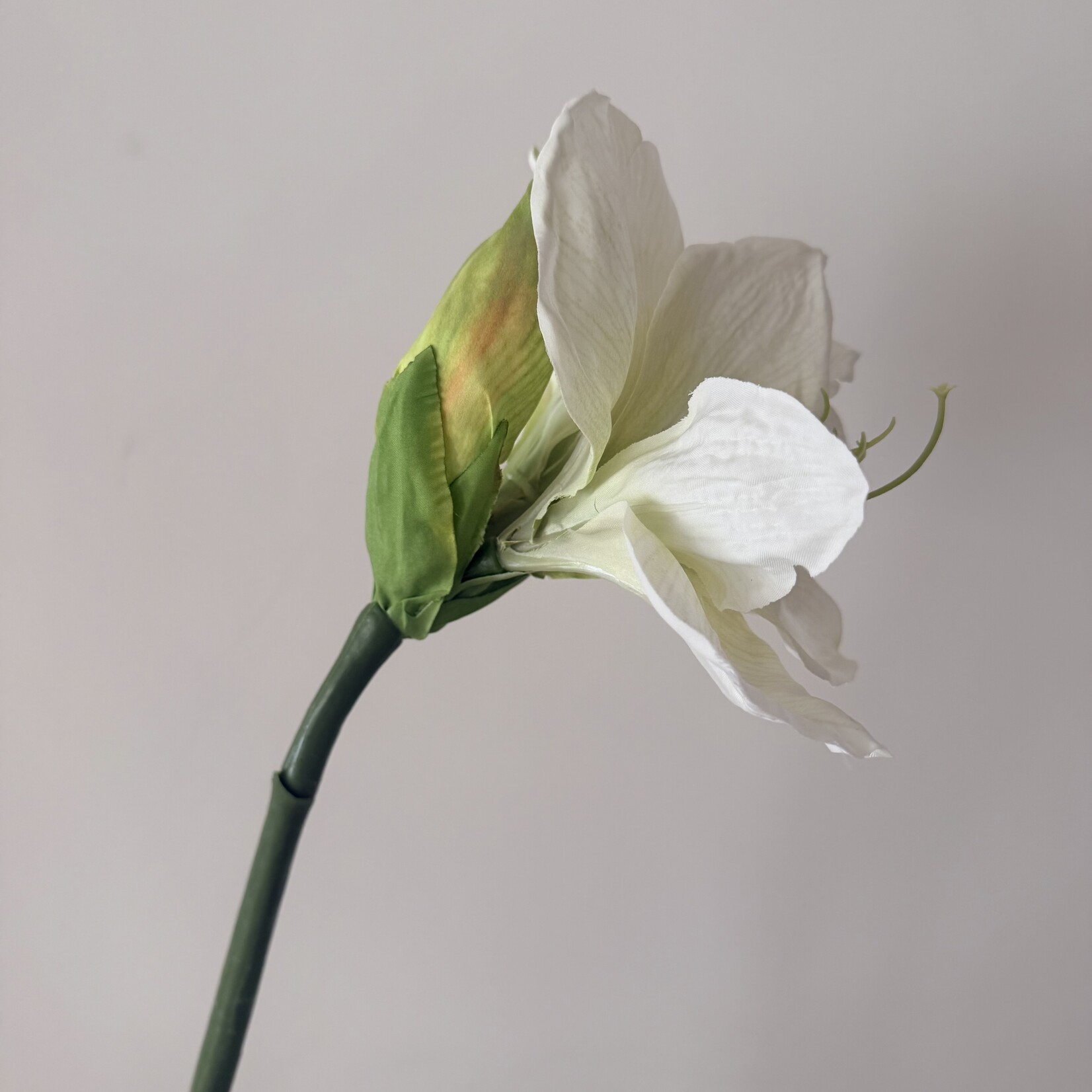 AMARYLLIS ICE QUEEN | WIT | 70 CM