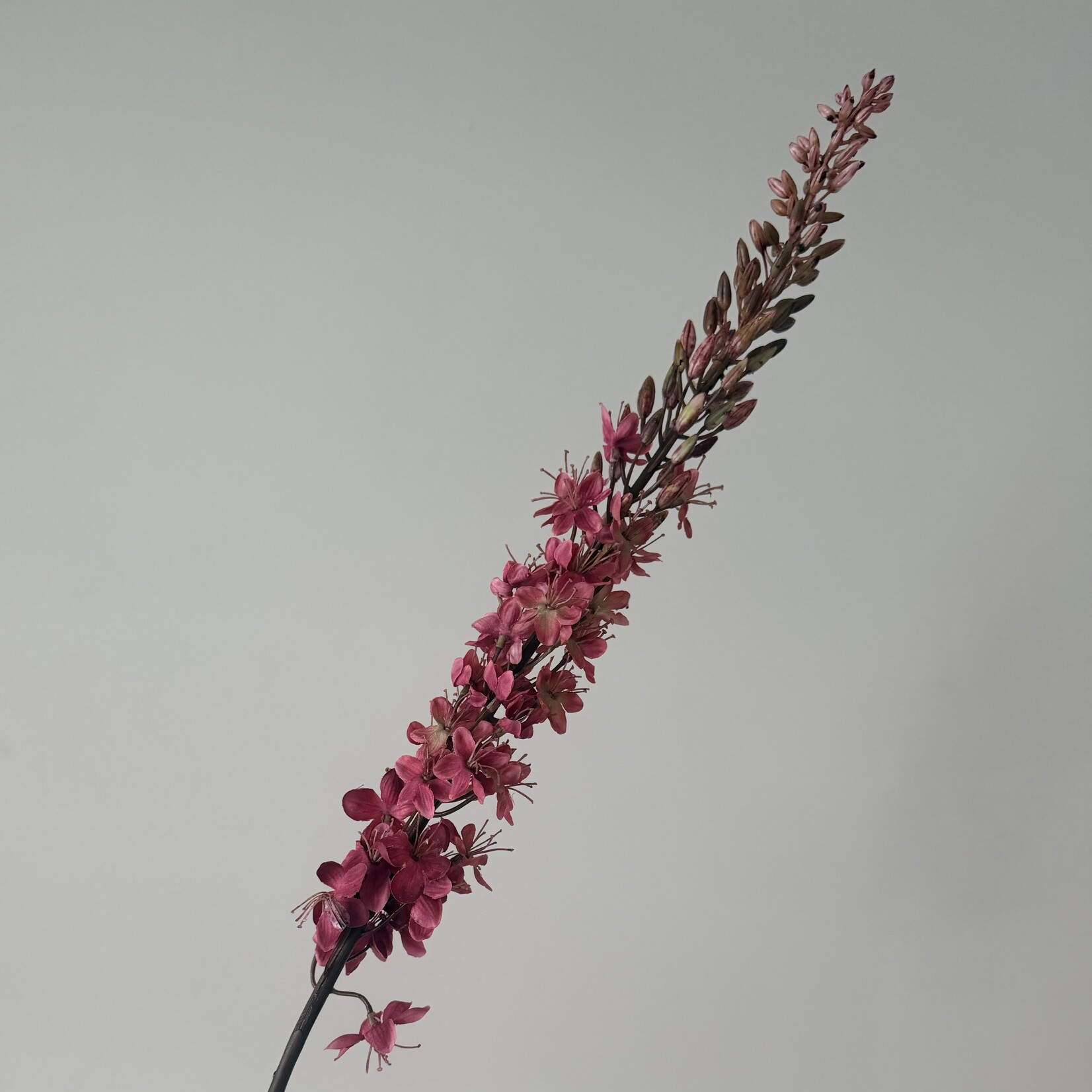 EREMURUS | DONKER ROZE | 105 CM
