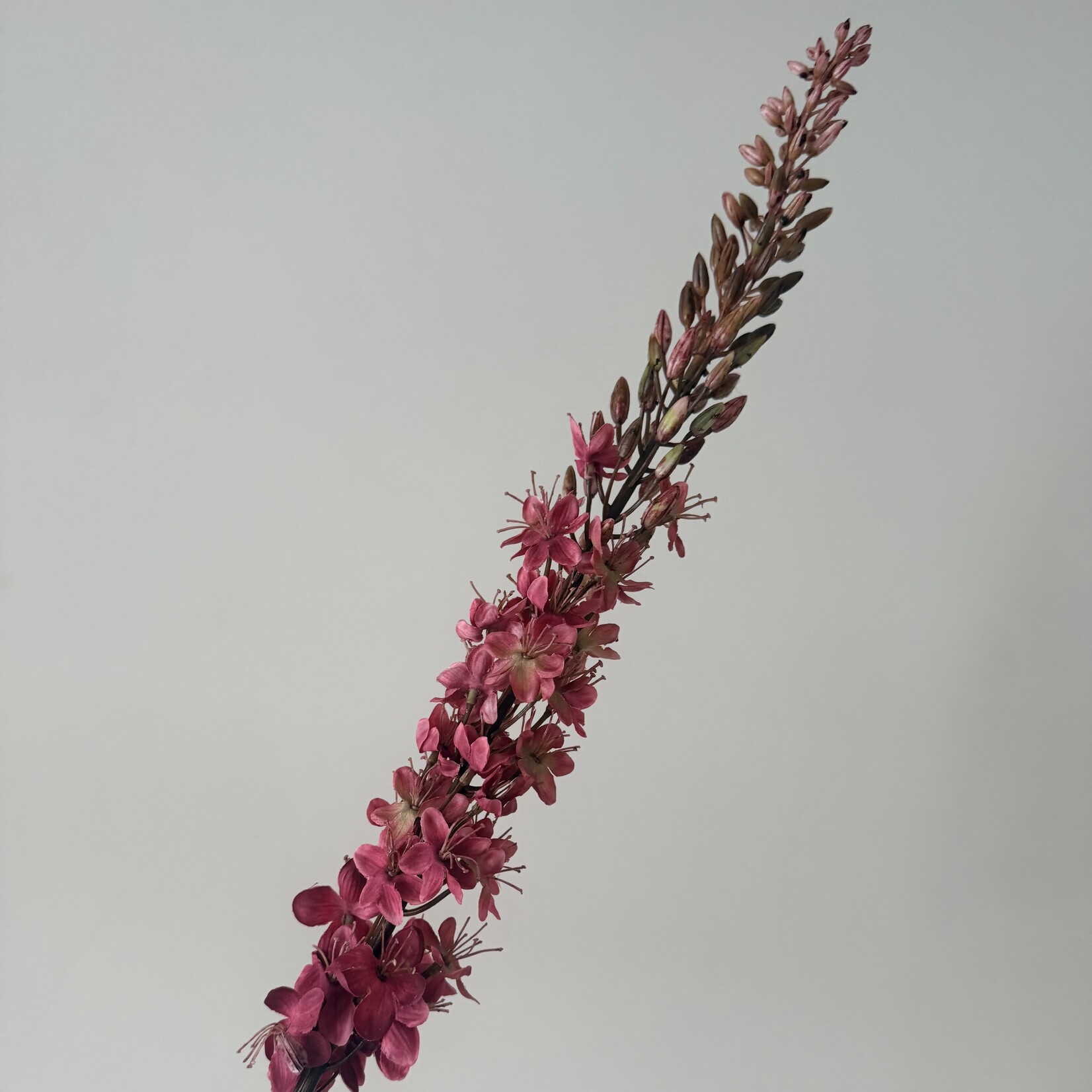 EREMURUS | DARK PINK | 105 CM