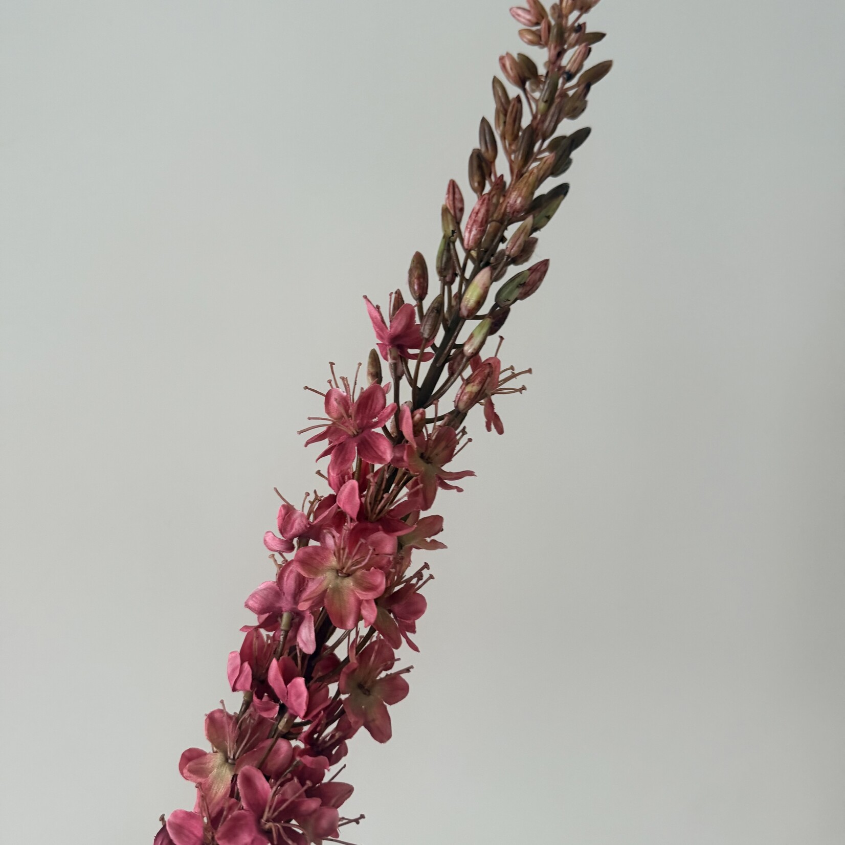 EREMURUS | DONKER ROZE | 105 CM