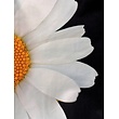 Sierkussen Half A Daisy | 45 x 45 cm | Katoen/Polyester
