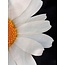 Sierkussen Half A Daisy | 45 x 45 cm | Katoen/Polyester