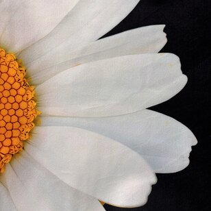 Half A Daisy Kussenhoes | 45x45 cm | Katoen/Polyester