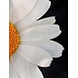 Half A Daisy Kissenbezug | 45x45 cm | Baumwolle/Polyester