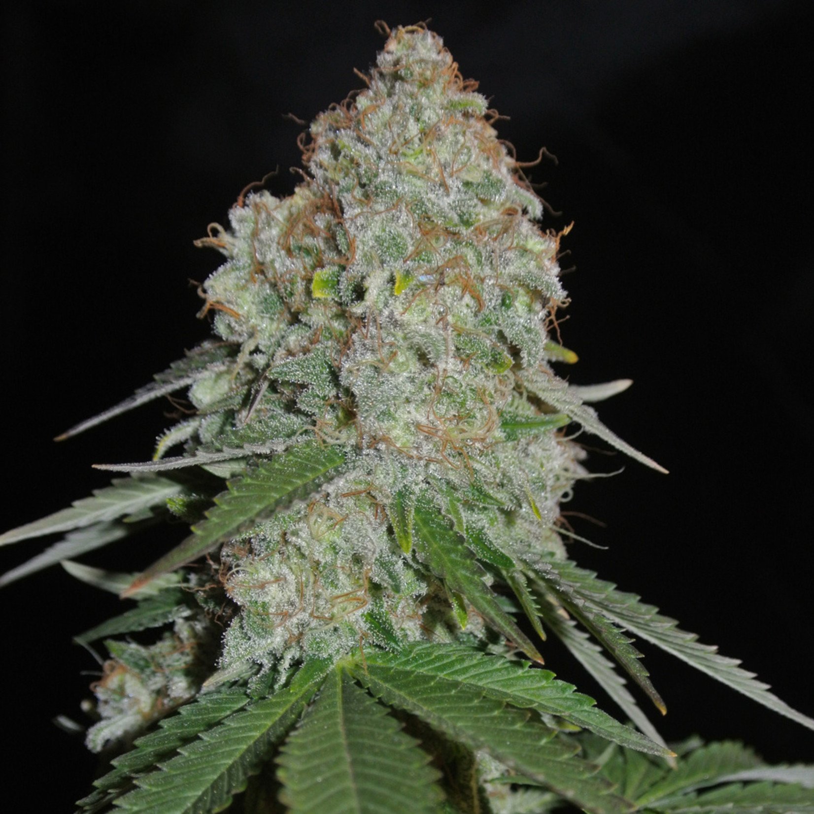 White Widow Original cannabis samen - Sumo Seeds