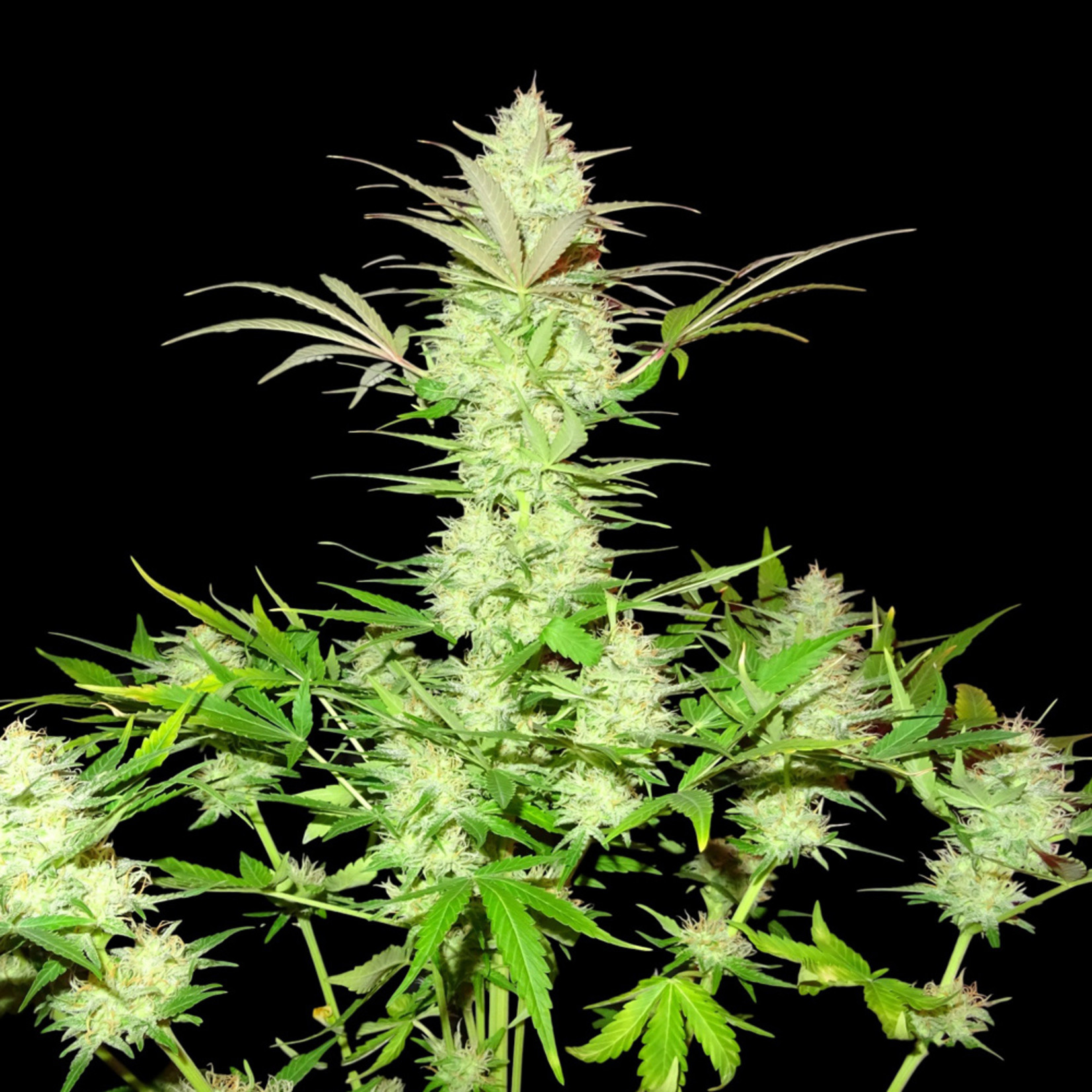 Ultimate AK graines de cannabis