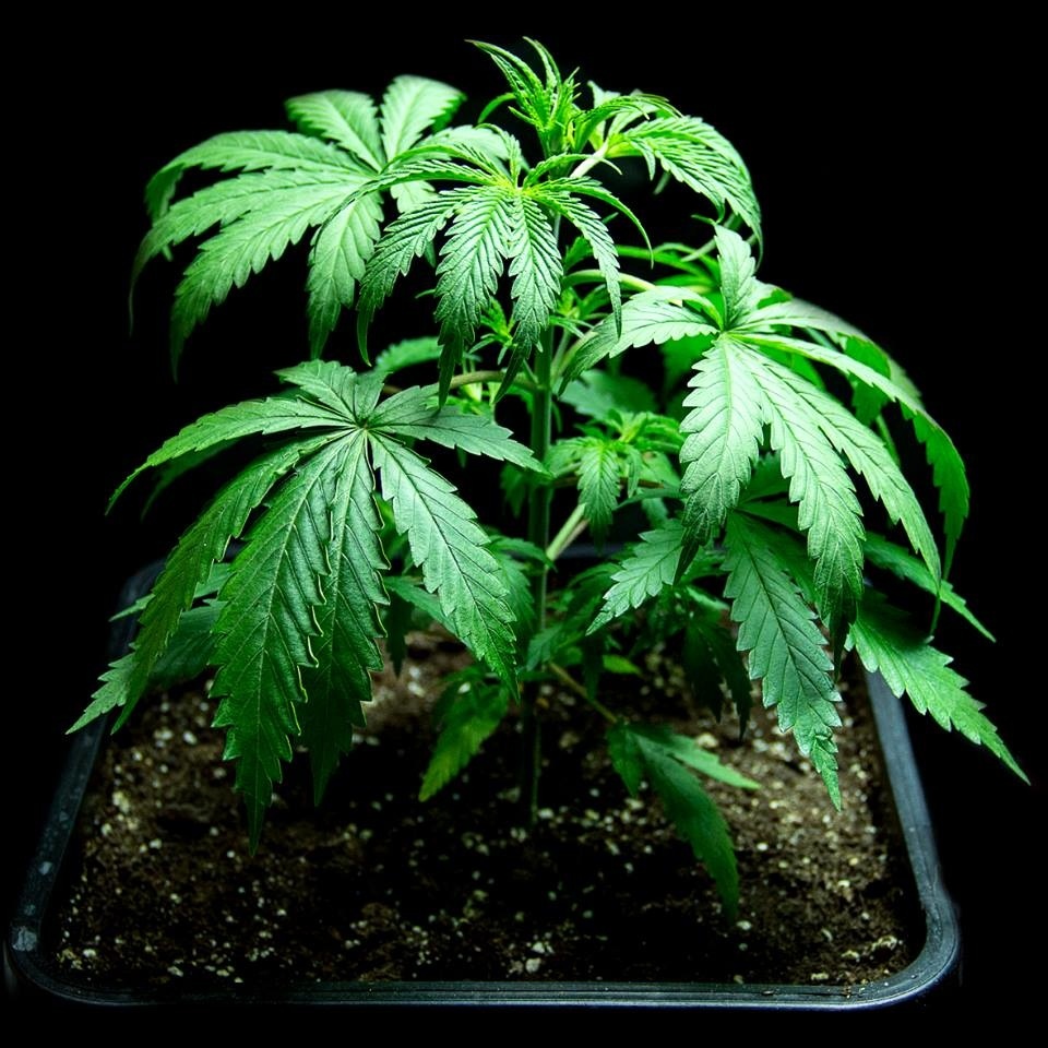 BEGYNDERGUIDE TIL CANNABIS STAMMER