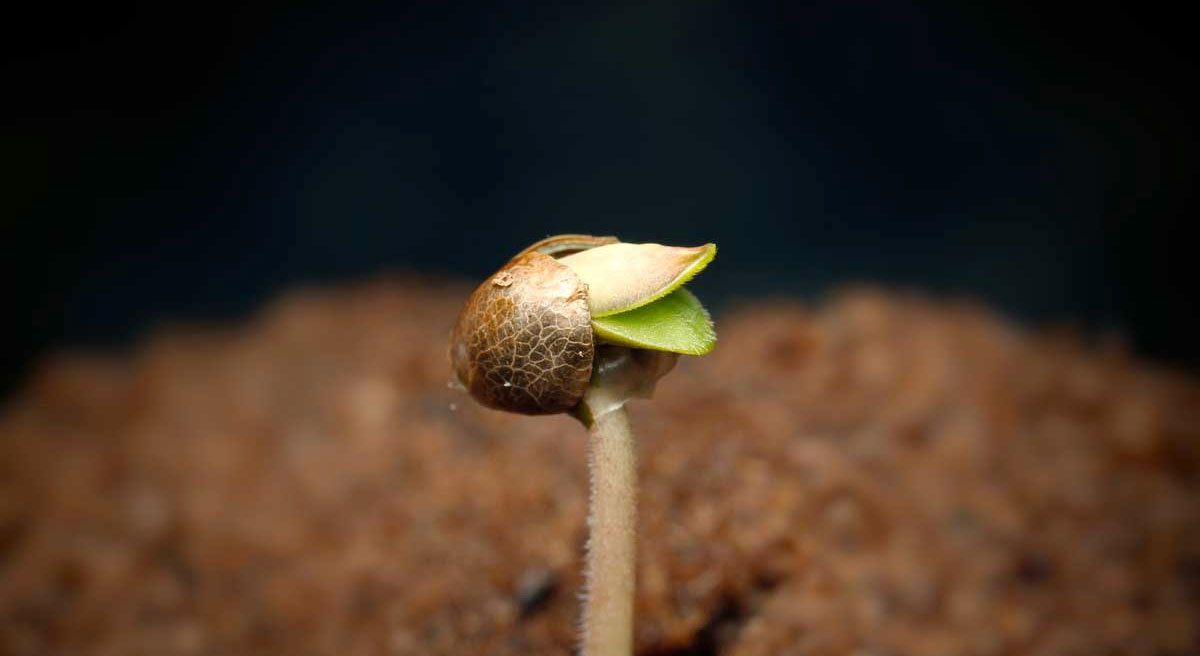 Can you buy cannabis seeds legally