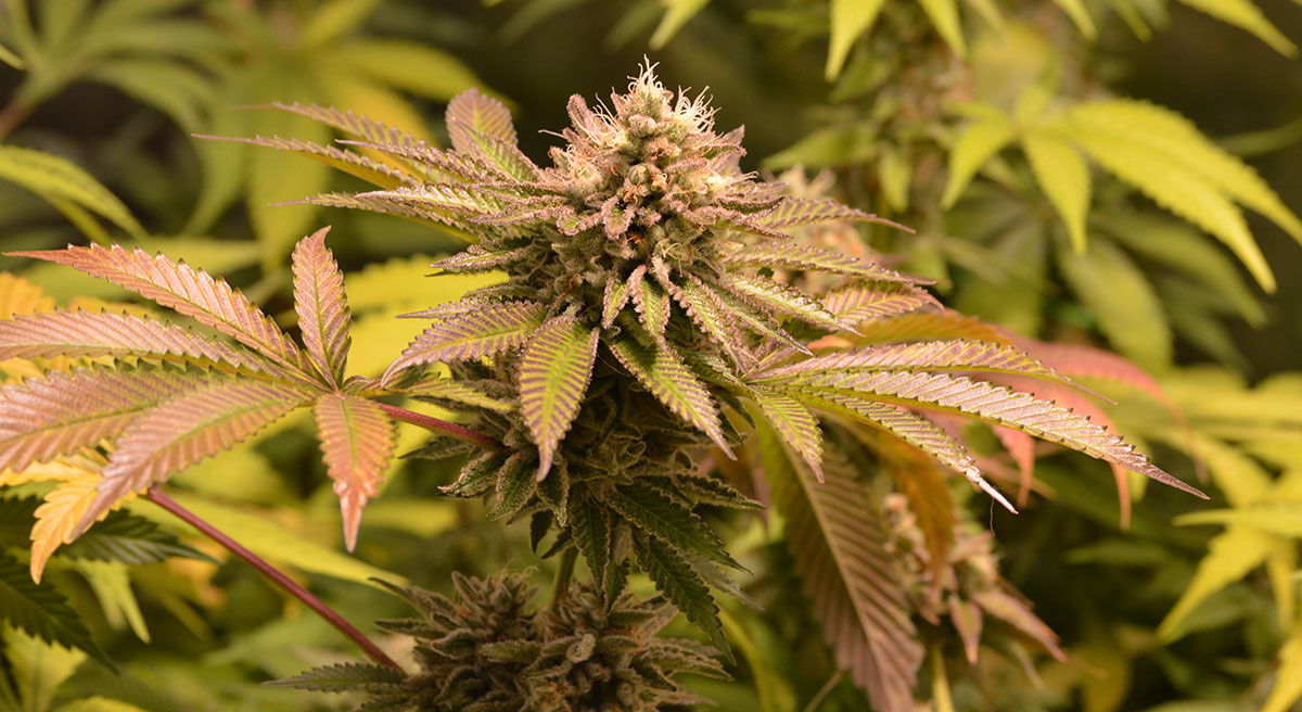 Beginners guide to cannabis strains