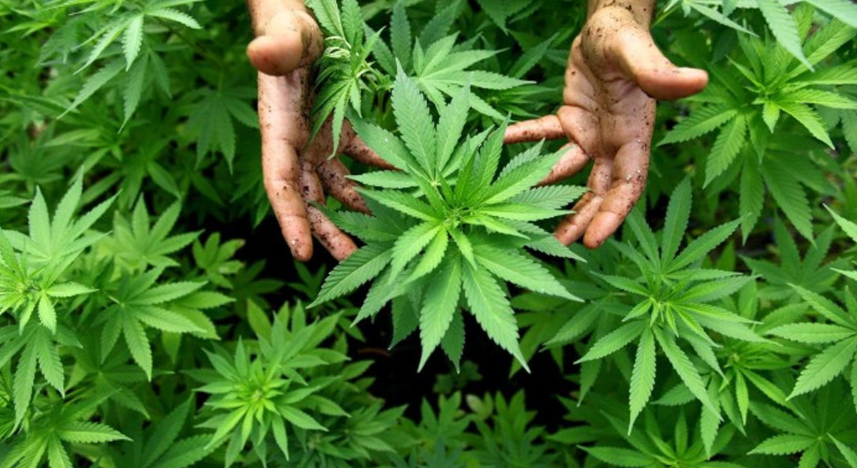 LE LEGGENDARIA VARIETÀ DI CANNABIS CLASSICHE PARTE 1.