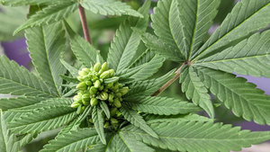 WHAT IS THE DIFFERENCE BETWEEN FEMINIZED, REGULAR AND AUTOFLOWERING SEEDS? WHAT IS THE DIFFERENCE BETWEEN FEMINIZED, REGULAR AND AUTOFLOWERING SEEDS?