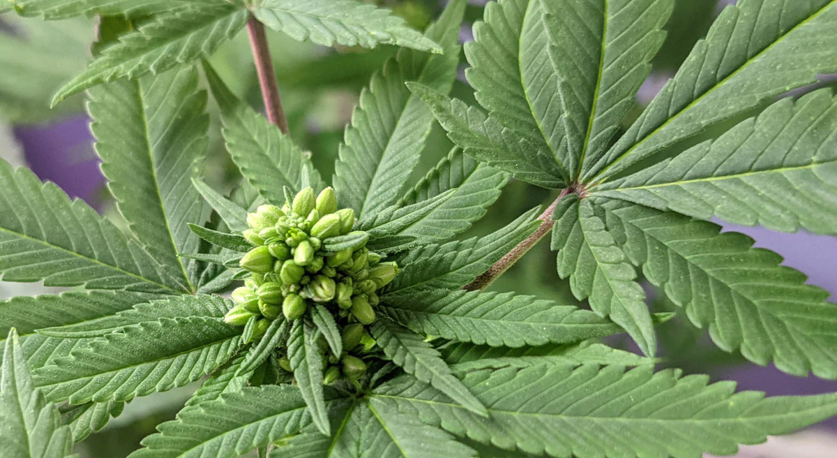 WHAT IS THE DIFFERENCE BETWEEN FEMINIZED, REGULAR AND AUTOFLOWERING SEEDS?