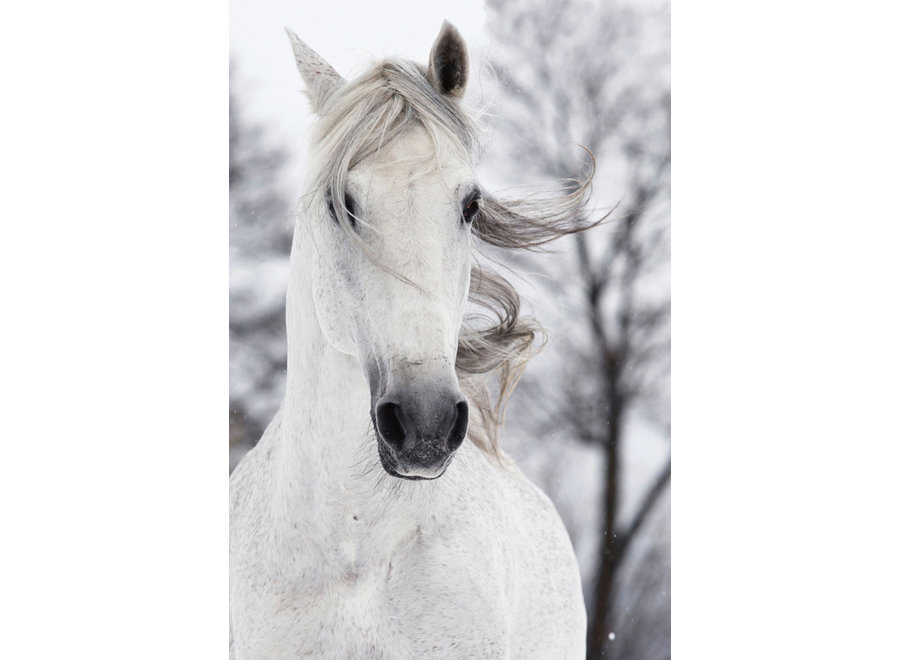 Caballo Blanco en El Viento Impresión Digital 80x120cm Vidrio de Seguridad