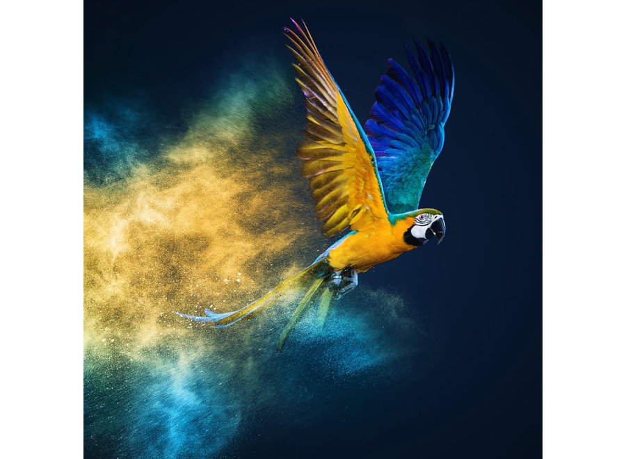 Stampa Digitale di Pappagalli Volanti in Vetro Acrilico 95x95cm