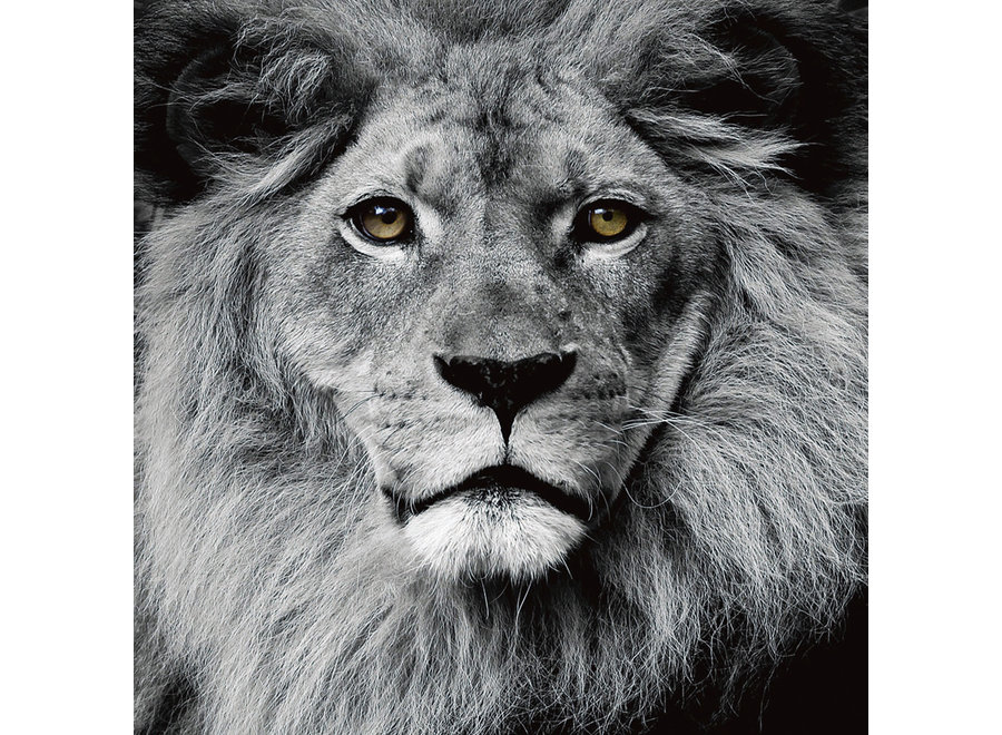 El Rey León Negro Blanco Impresión Digital 80x80cm Vidrio de Seguridad