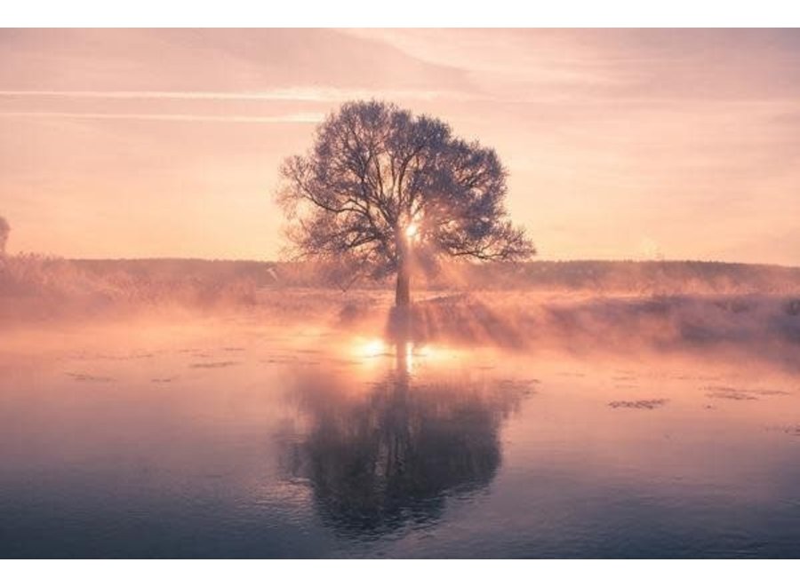 Sunset Tree with Reflection Impresión Digital Vidrio Acrílico An120xAl80cm