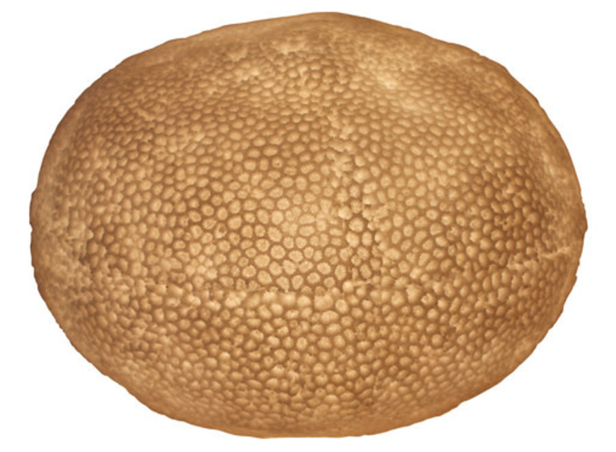 Sandstone Table Lamp Flat Coral Ball 34x23.5cm