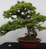 Bonsai White pine, Pinus parviflora, no. 5894