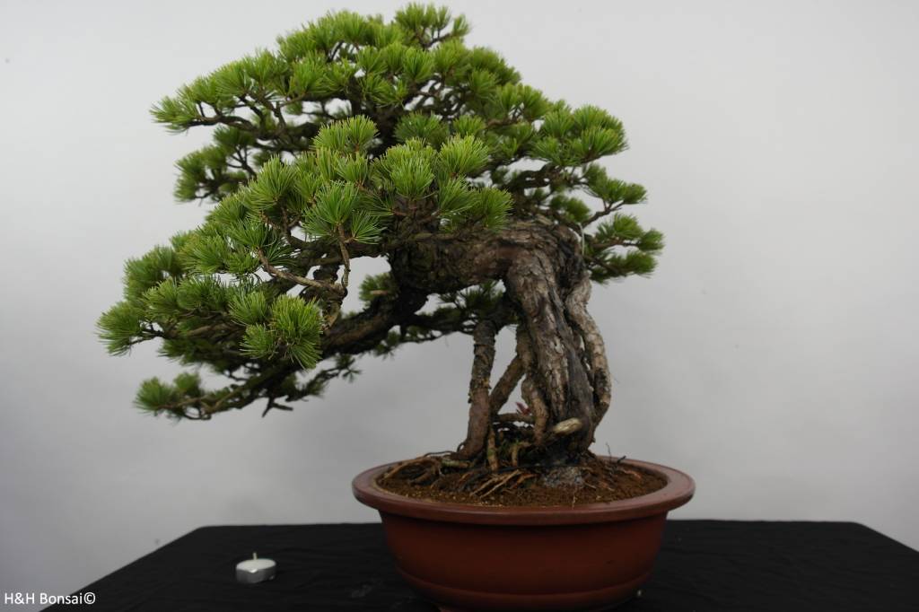 Bonsai Mädchenkiefer, Pinus parviflora, nr. 5894