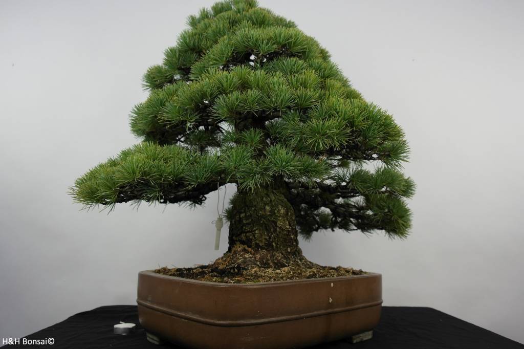 Bonsai Mädchenkiefer, Pinus parviflora, nr. 5895