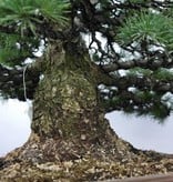 Bonsai White pine, Pinus parviflora, no. 5895