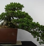 Bonsai Mädchenkiefer, Pinus penthaphylla zuisho, nr. 5896