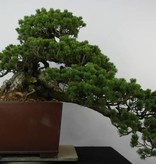 Bonsai White pine zuisho, Pinus penthaphylla zuisho, no. 5896