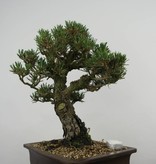 Bonsai Japanese Kotobuki Black Pine, Pinus thunbergii kotobuki, no. 5899