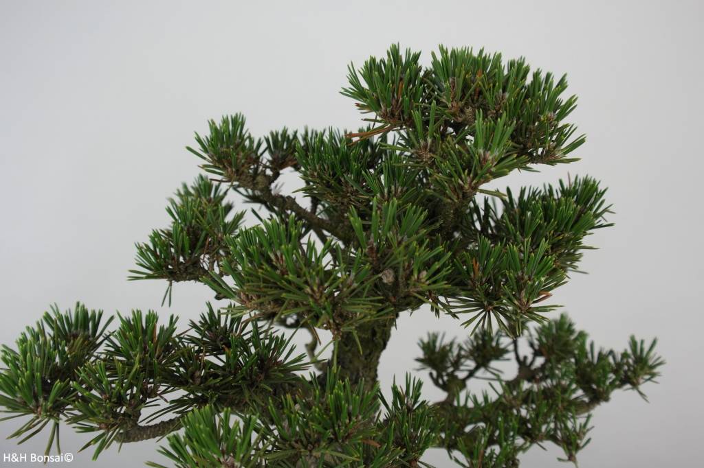 Bonsai Japanese Kotobuki Black Pine, Pinus thunbergii kotobuki, no. 5899
