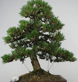 Bonsai Japanese Kotobuki Black Pine, Pinus thunbergii kotobuki, no. 5905