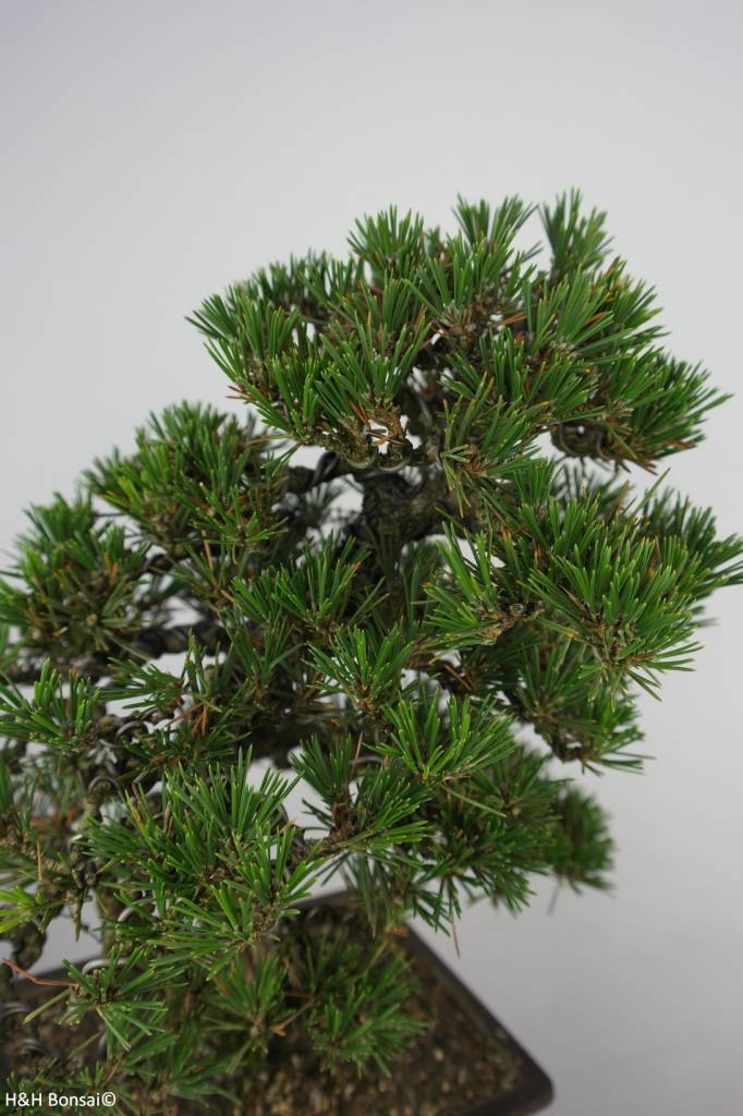 Bonsai Schwarzkiefer kotobuki, Pinus thunbergii kotobuki, nr. 5905